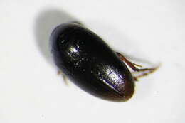 Image of <i>Eucinetus haemorrhoidalis</i>