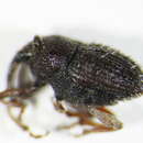 Image of <i>Trichosirocalus horridus</i>