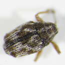 Imagem de <i>Trichosirocalus barnevillei</i>