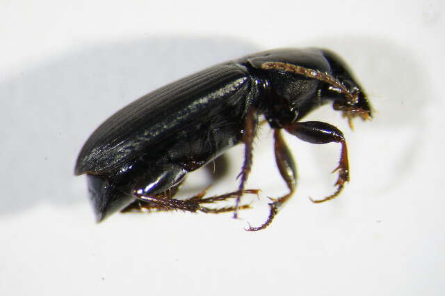 Слика од Harpalus (Harpalus) subcylindricus Dejean 1829