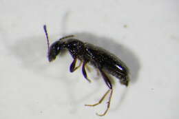 Image of <i>Cyclodinus humilis</i>