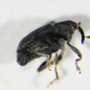 Image of <i>Drupenatus nasturtii</i>