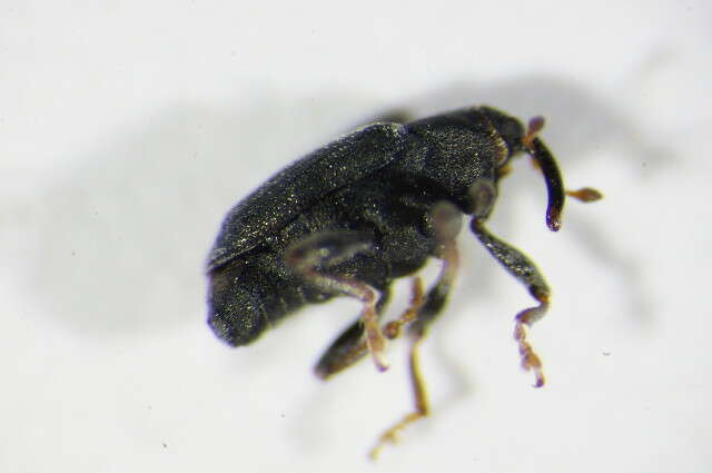 Image of <i>Drupenatus nasturtii</i>