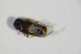 Image of Acrotona (Acrotona) obfuscata (Gravenhorst 1802)