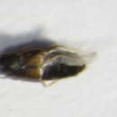 Image of Placusa (Placusa) depressa Mäklin 1845