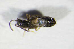 Image of Aloconota (Aloconota) planifrons (Waterhouse & G. R. 1863)