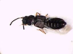 Image of Rove beetle