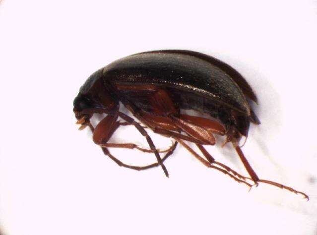 Image of <i>Hymenalia rufipes</i>