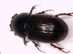 Image of <i>Aphodius maculatus</i>