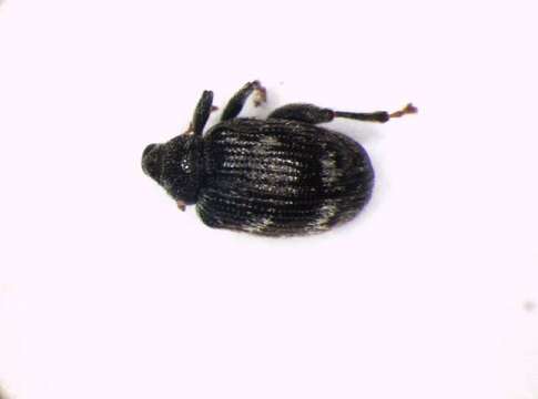 Image of Rhynchaenus rusci