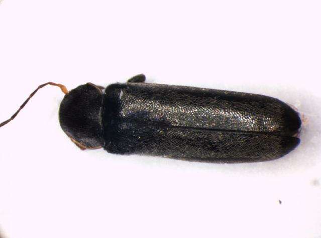 Image of <i>Osphya bipunctata</i>