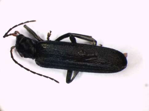 Image of <i>Ischnomera cinerascens</i>