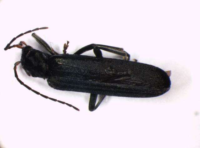 Image of <i>Ischnomera cinerascens</i>