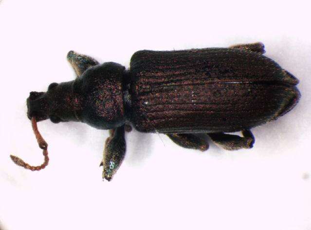 صورة Phyllobius (Pterygorrhynchus) maculicornis Germar 1824