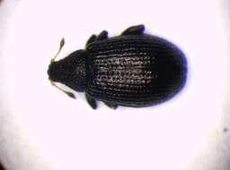 Image of <i>Rhamphus oxyacanthae</i>