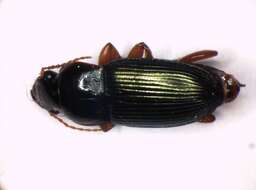 صورة Harpalus (Harpalus) smaragdinus (Duftschmid 1812)