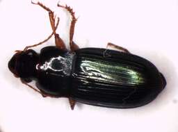 صورة Harpalus (Harpalus) smaragdinus (Duftschmid 1812)