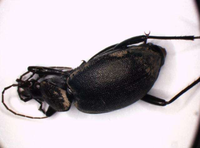 Image of Cychrus caraboides (Linnaeus 1758)