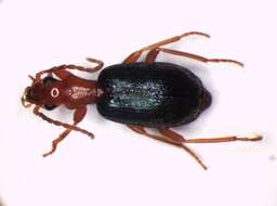 صورة Brachinus (Brachynolomus) explodens Duftschmid 1812