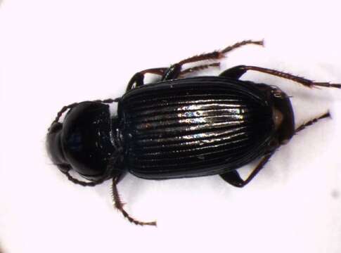 Image of Carabidae