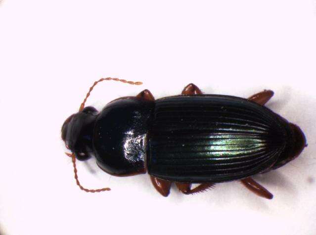 صورة Harpalus (Harpalus) smaragdinus (Duftschmid 1812)