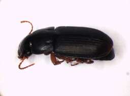 صورة Harpalus (Harpalus) luteicornis (Duftschmid 1812)