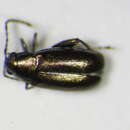 Image of <i>Phyllotreta procera</i>