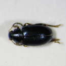 Image of <i>Psylliodes thlaspis</i>