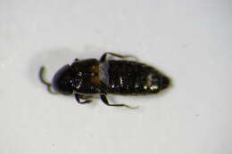 Image of Aleochara (Coprochara) bipustulata (Linnaeus 1760)