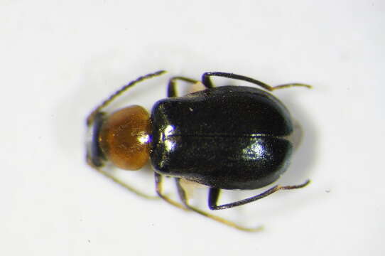 Image of <i>Ebaeus thoracicus</i>