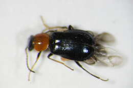 Image of <i>Ebaeus thoracicus</i>