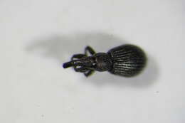 Image of Aizobius sedi