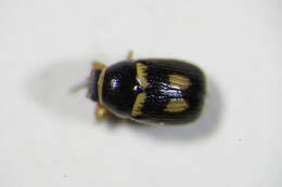 <i>Cryptocephalus bilineatus</i> resmi