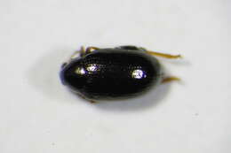 Image of <i>Psylliodes instabilis</i>