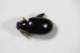 Image of <i>Psylliodes instabilis</i>