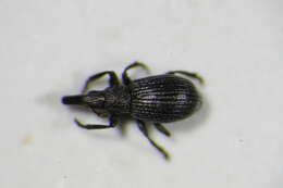 Image of Aizobius sedi