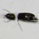 Image of <i>Mordellistena stoeckleini</i>