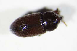 Image of Gilkicker weevil