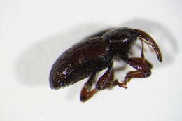 Image of Gilkicker weevil