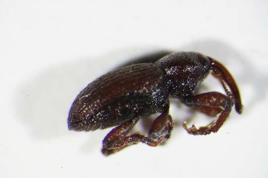 Image of Gilkicker weevil