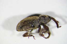 Image of Gilkicker weevil