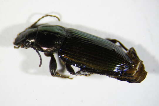 Image of Saltmarsh Short-spur