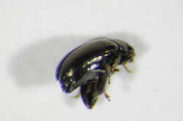 Image of sugarbeet flea beetle