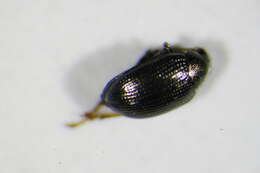 Image of sugarbeet flea beetle