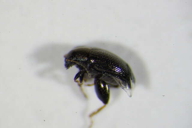 Image of sugarbeet flea beetle