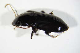 Image of Harpalus calceatus