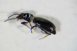 Image of Bembidion (Emphanes) tenellum Erichson 1837