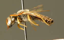 Image of Halictus eurygnathus