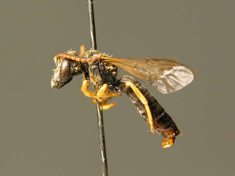 Image of Halictus simplex Blüthgen 1923