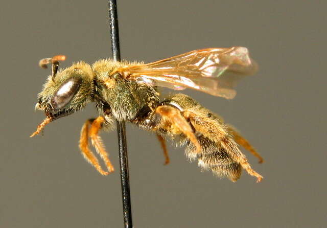 Image of Halictus subauratus (Rossi 1792)